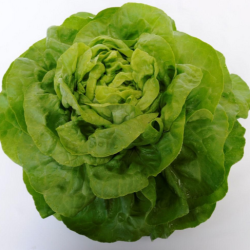 Sałata Malis 5000 nasion Primed Pellets ST